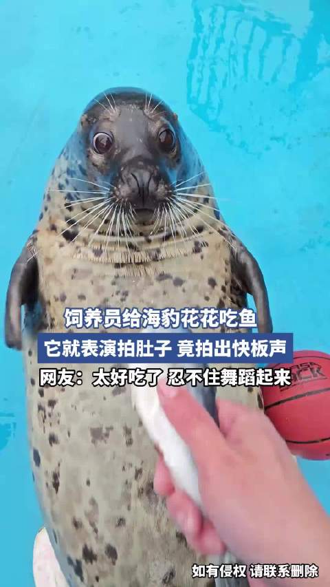 饲养员给海豹花花吃鱼，它就表演拍肚子，竟拍出快板声