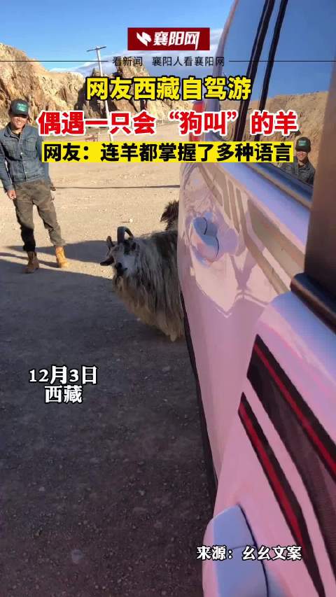 网友西藏自驾游，偶遇一只会“狗叫”的羊，网友：连羊都掌握了多种语言