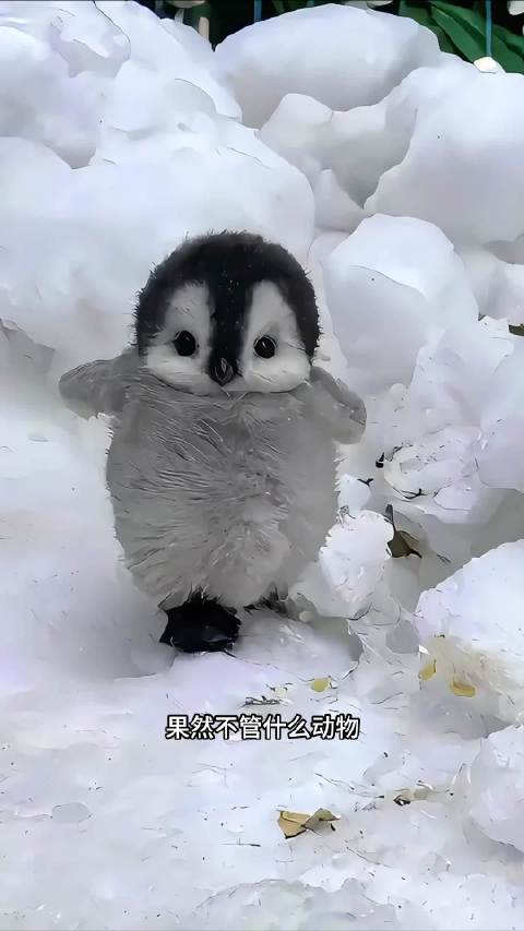 果然不管什么动物都是小时候最可爱！动物解说动物世界