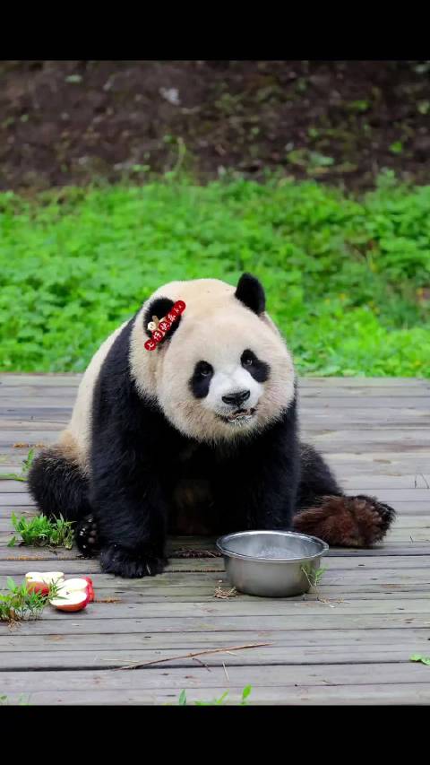 八仔仔的丰盛早餐，盆盆奶、大苹果！