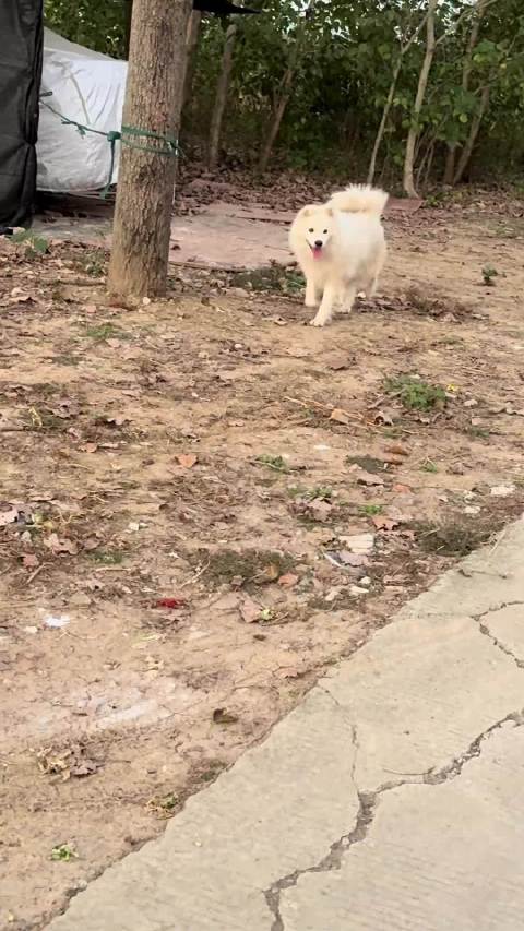 一年没洗澡的爆米花来串门，遭到了嫌弃，还让“抹布”仔仔瞬间自信起来