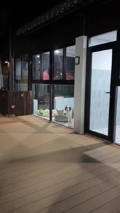 哎哟我们cc都变成海豹了很快就可以毕业回家啦