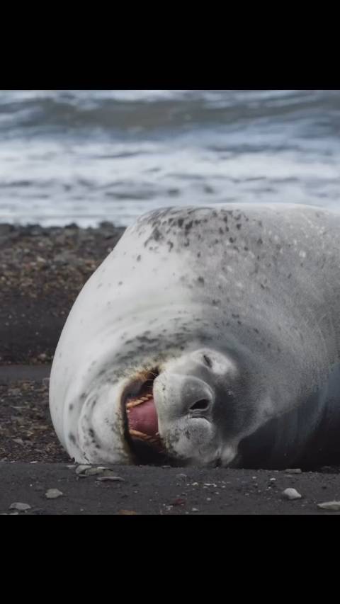 困了，睡觉 海豹豹海豹 Hydrurga leptonyx Ins: nathan__kelley