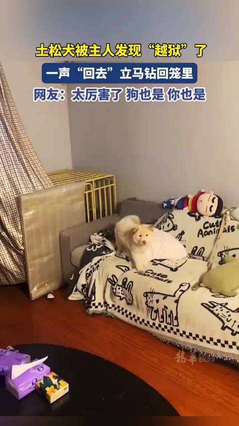 土松犬被主人发现“越狱”了，一声“回去”立马钻回笼子里
