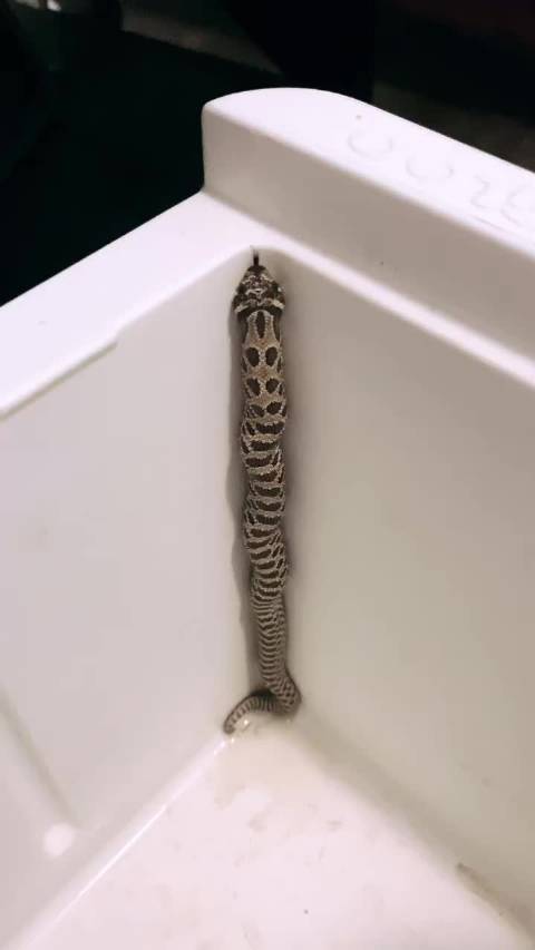 踮着尾巴努力越狱