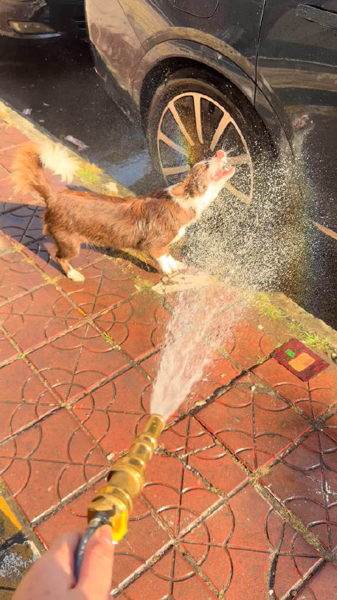 冬至小狗突然离世，姐姐悲痛发文追忆