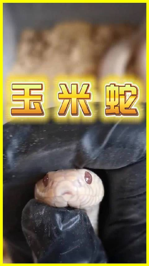 玉米蛇成异宠顶流，性格温顺爱越狱需注意饲养细节