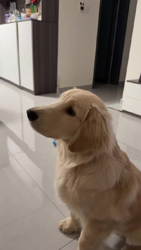 谁家小鸡毛爱听DJ啊哈哈哈哈哈