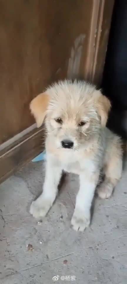 杨紫粉丝深情告白偶像