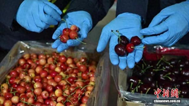 海关关员查验智利进口樱桃。(上海海关供图)