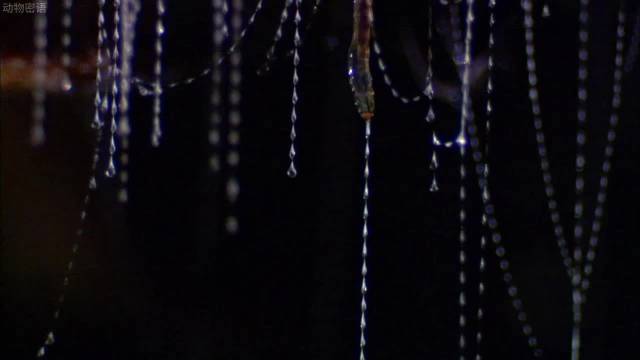 洞穴萤火虫分泌发光丝线精准捕猎