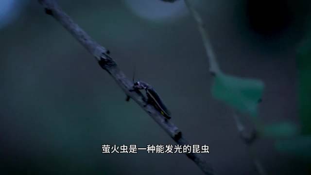 萤火虫同步发光为求偶，集体信号提高交配效率
