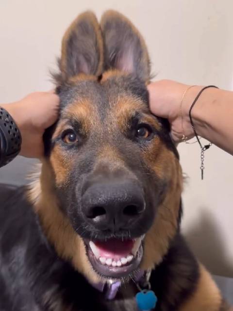 德牧警官身份引热议，网友猜测其动物形象