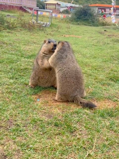 土拨鼠科普：草原上的“社交达人”与“预警专家”
