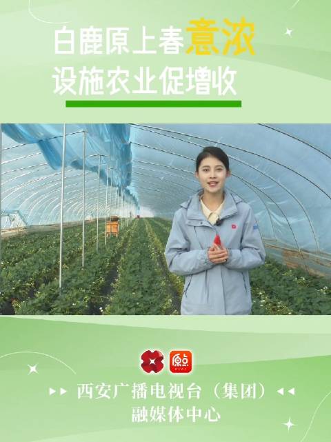 白鹿原上春意浓设施农业促增收