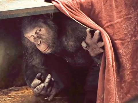 男人挑衅笼中黑猩猩，没想到反被黑猩猩收智商税猩球崛起2黎明之战