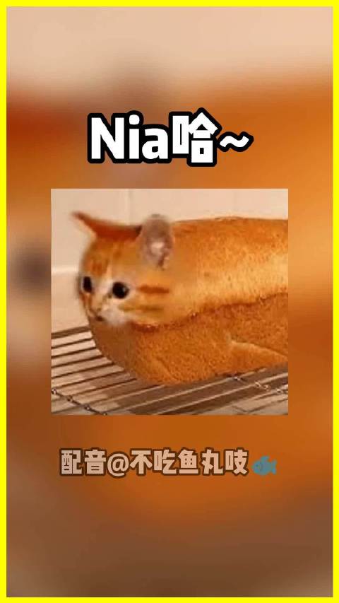 御前带刀蟹卫挂号被怼,海豹吐槽获小鱼干