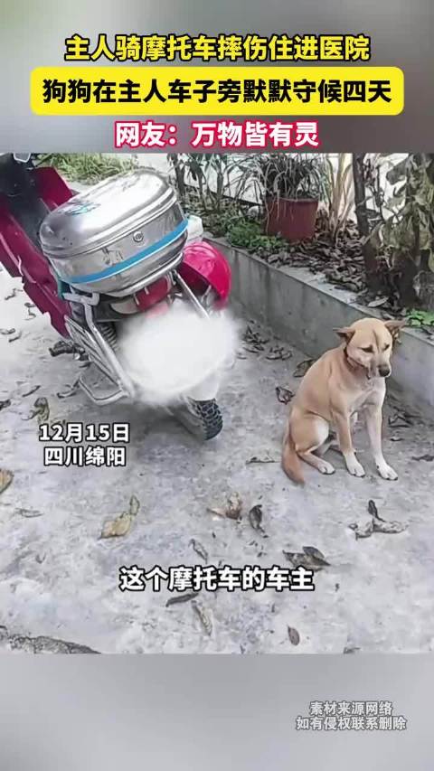 主人骑摩托摔伤住院，爱犬守候车旁四天不离
