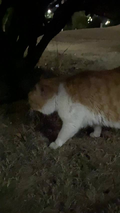 两辆卡车吵架笑死我了