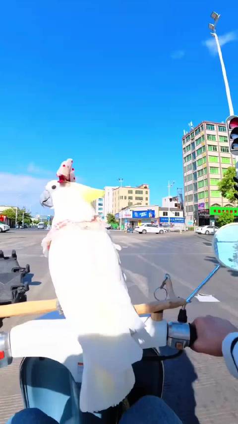 今天和妈妈去喝咖啡了 ，路上还遇到妈妈的姐妹姨姨了 带宠物骑摩托