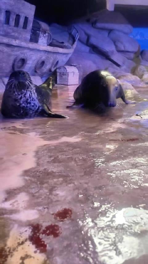 曲江海洋极地公园海豹憨态可掬治愈冬日