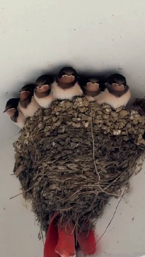 一些常见的鸟类，有你喜欢的鸟叫声 用第一人称视角打开动物世界