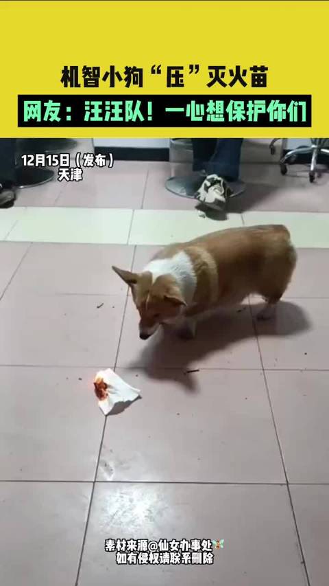 天津机智小狗压灭火苗获赞