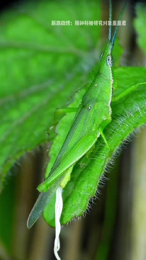 寄生虫好像要逃离