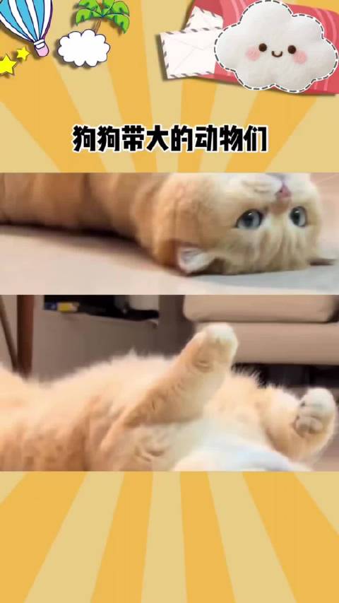 有些毛孩子一看就知道是狗狗带大的， 高圆圆很有气质，替身也不差吧