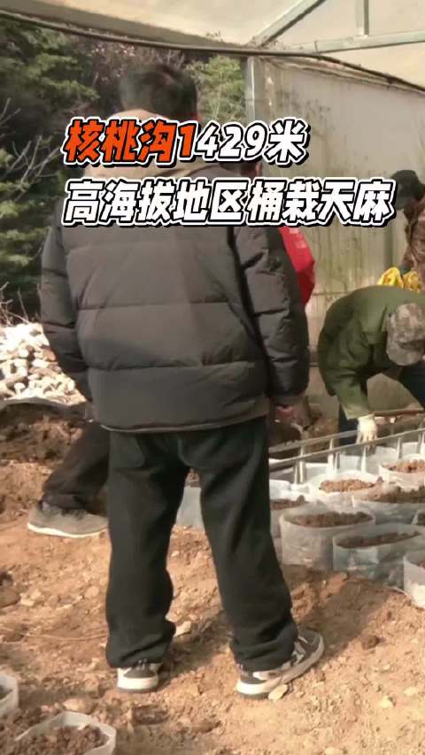 核桃沟1429米高海拔地区桶栽天麻