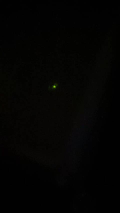 请欣赏，萤火虫