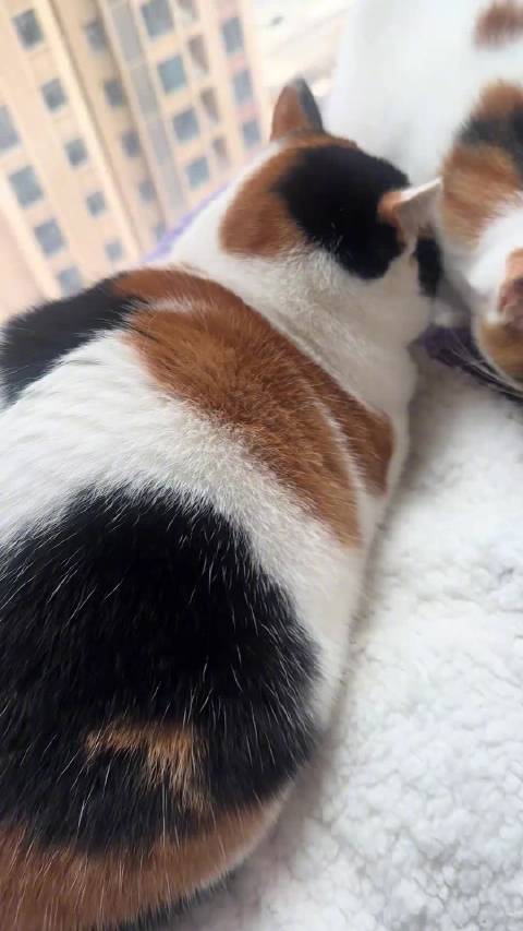 两只圆润的三花大卡车