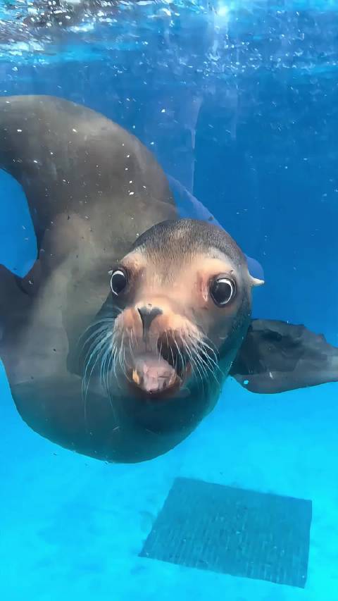 冲不走的大便-海狮