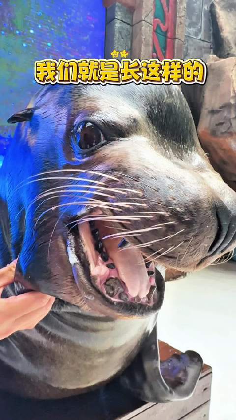 带你近距离看海狮blingbling的大眼睛皇家海洋乐园很哇塞沈阳
