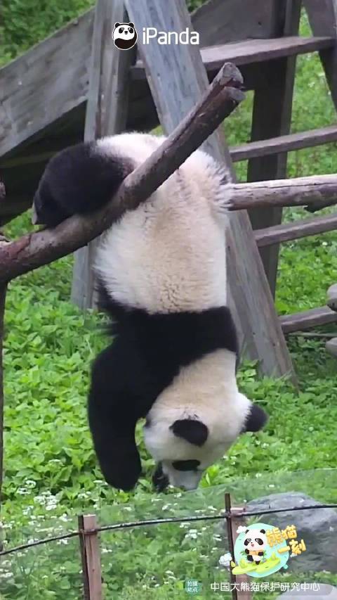 每日一善这平衡力太棒了功夫熊猫