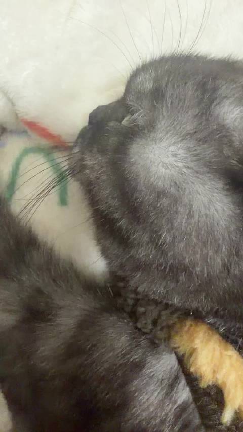 且听小猫开摩托