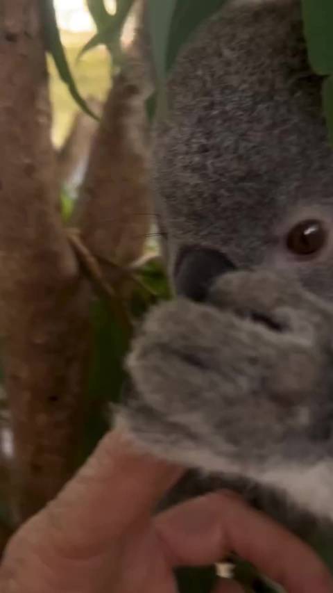 奥斯卡喜欢握兰多手指的原因找到了：基因自带