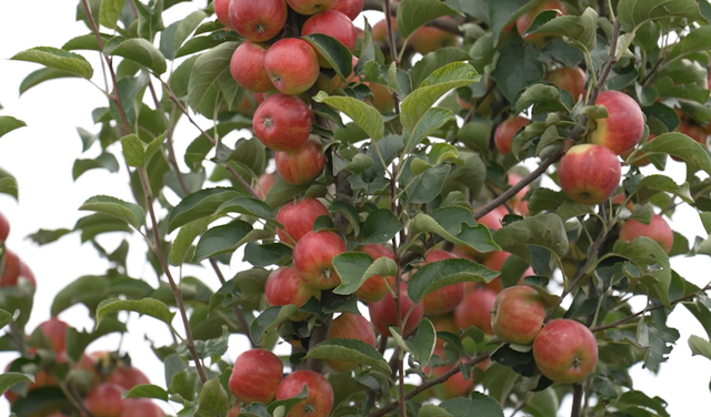 准格尔力量煤业果园里种植的苹果。 力量煤业 供图