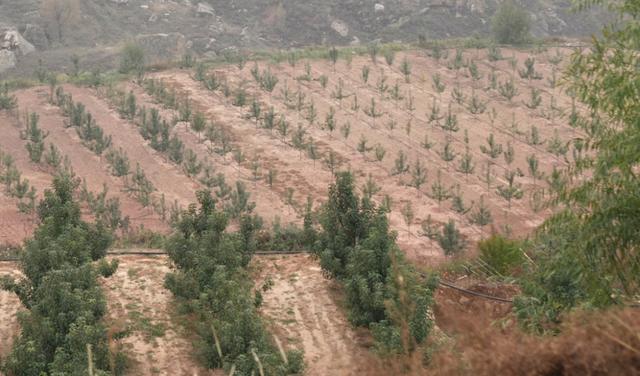 准格尔积极攻克砒砂岩治理顽疾，并壮大林果产业。 澎湃新闻记者 王洛伊 图