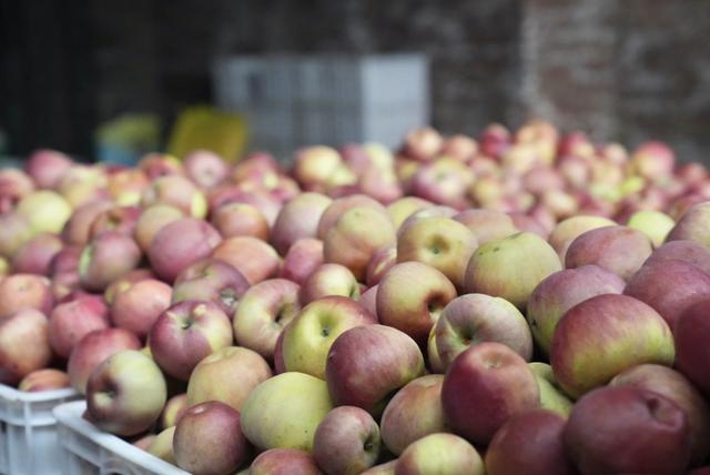 暖水乡已是远近有名的苹果种植基地。澎湃新闻记者 王洛伊 图