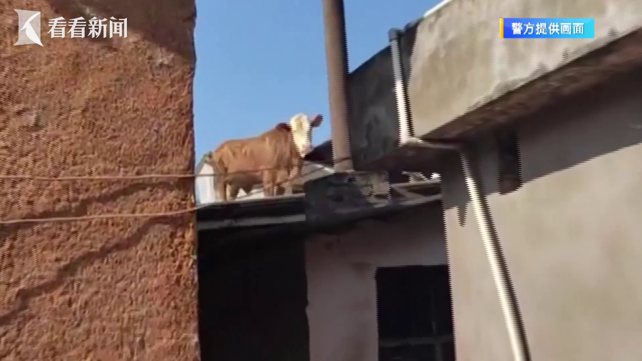 “贪玩”小牛“越狱”上房顶 警民合力“捉拿”