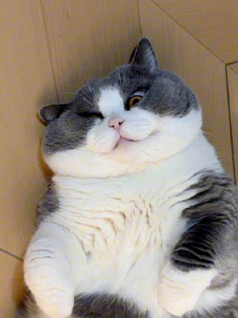 吓鼠！哪家猫晚上睡觉睁着眼睛睡啊！