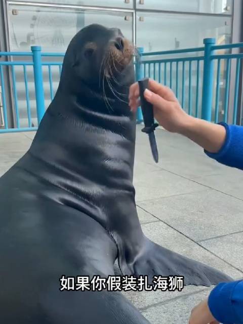 海狮：海洋中的灵动社交家