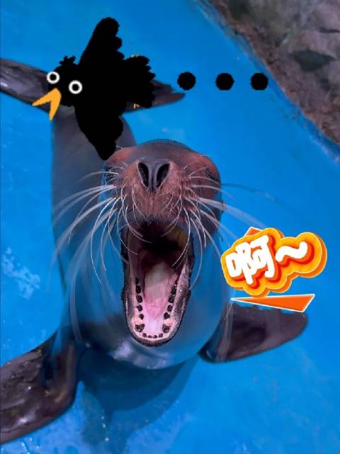 可爱动物在哪里动物世界动物奇趣海狮动物