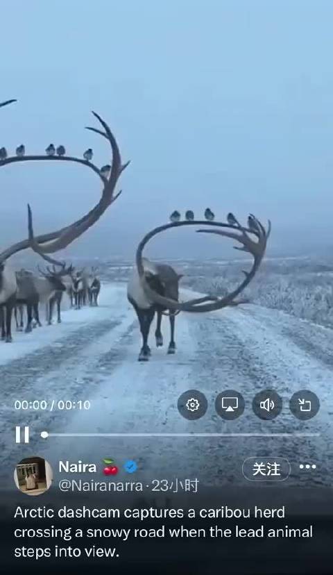 北极驯鹿群穿越雪路，巨大鹿角栖息数十鸟