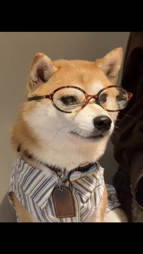 女人这是你喜欢的斯文…败类？ ：熊本小八嘎