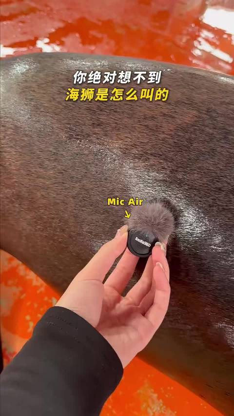 你绝对想不到，海狮是这么叫的… ！