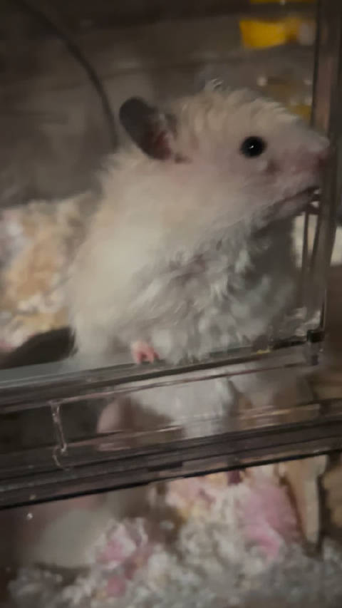 越狱失败！超绝手臂力量