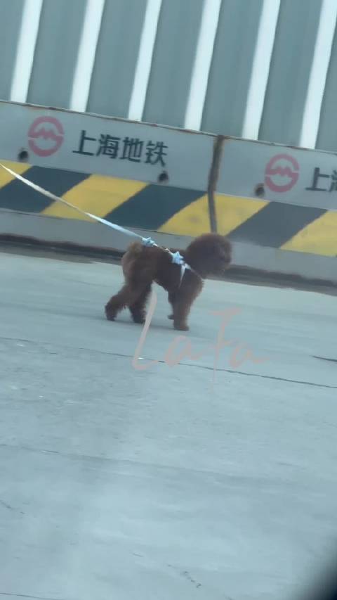 时间的参照物，是我们一起养大的小狗 @江衡oc @李沛恩Pein_ 今日份外出务工