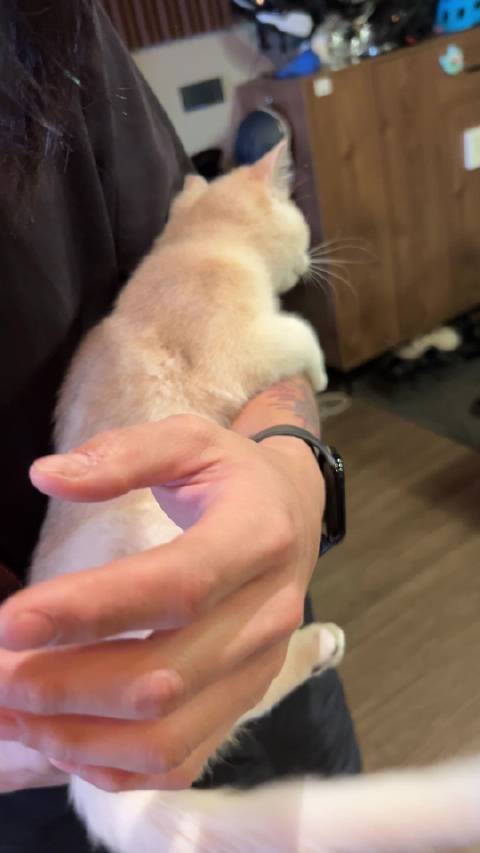 狮子王狮子王！ 今早起床发现小猫烫手